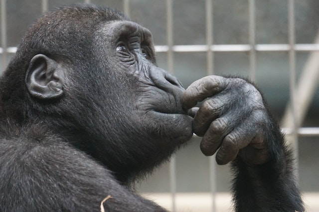 Chimpanzee thinking